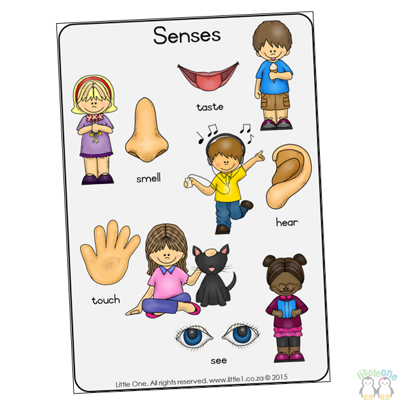 Picture of Theme Wall Chart - Senses